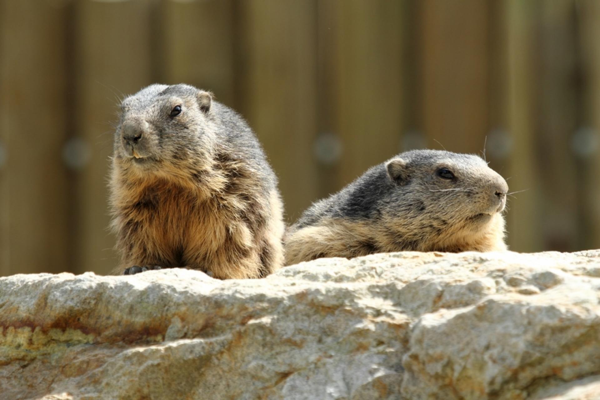 Alpine marmot | Zoo Hluboká Alpine marmot | Zoo Hluboká